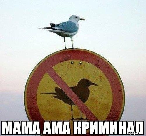 1448894331_fotomemy-4.jpg