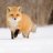 Foxxxy